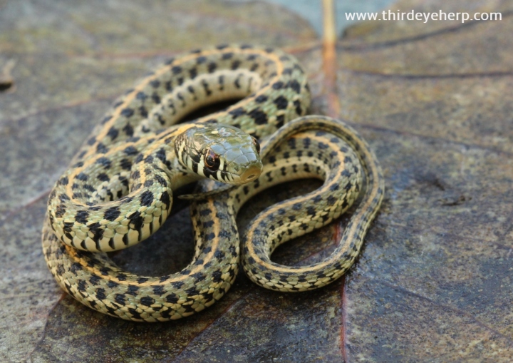 Checkered Garter Snake